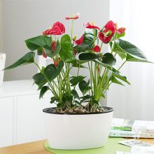 四季开花红掌花卉摆件，可以给你带来好运的植物摆件